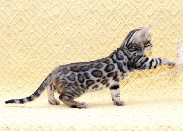 Marvel Bengal