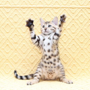 Mia Bengal