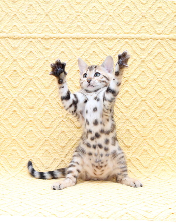 Mia Bengal