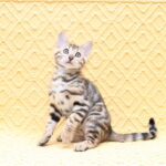 Mia-female-bengal-cat-puppy-for-sale-1 (2)
