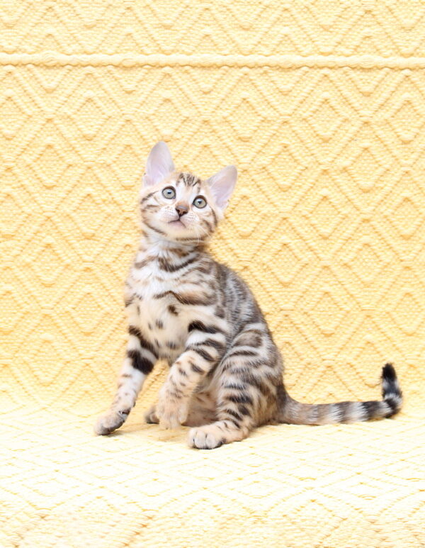 Mia Bengal