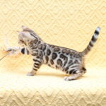 Mia-female-bengal-cat-puppy-for-sale-1 (3)