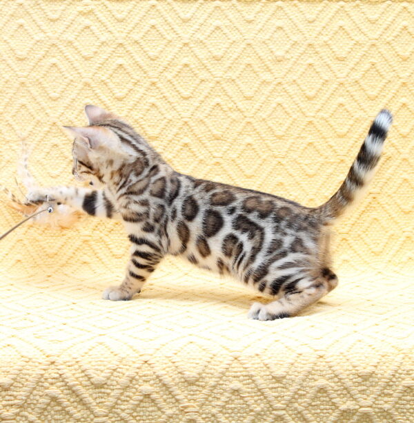 Mia Bengal