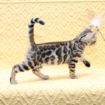 Mia-female-bengal-cat-puppy-for-sale-1 (4)