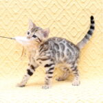 Mia-female-bengal-cat-puppy-for-sale-1 (5)