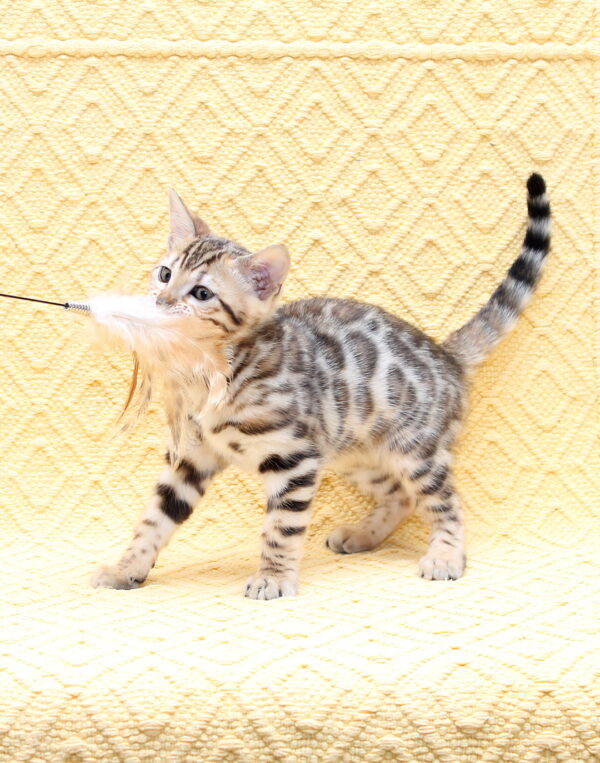 Mia Bengal