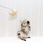 Mikado-female-bengal-cat-puppy-for-sale-1 (1)