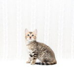 Mikado-female-bengal-cat-puppy-for-sale-1 (2)