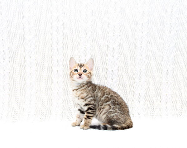 Mikado Bengal