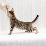 Mikado-female-bengal-cat-puppy-for-sale-1 (3)