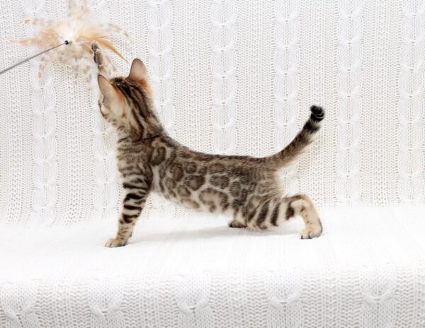 Mikado Bengal