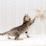 Mikado-female-bengal-cat-puppy-for-sale-1 (4)