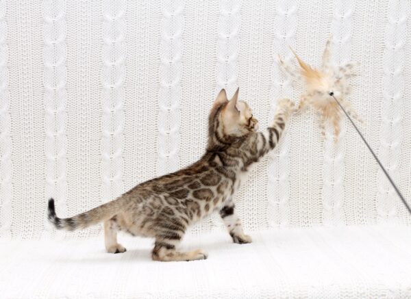 Mikado Bengal