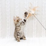 Mikado-female-bengal-cat-puppy-for-sale-1 (5)