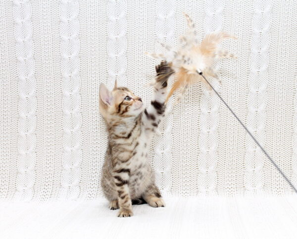 Mikado Bengal