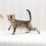 Mikado-female-bengal-cat-puppy-for-sale-1 (6)