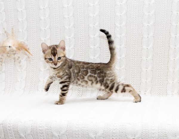 Mikado Bengal