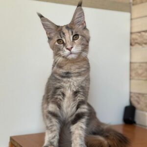 Mira Maine Coon