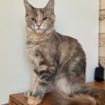 Bethy Maine Coon