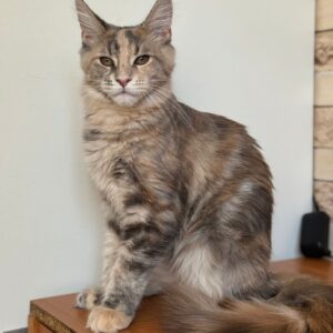Mira Maine Coon