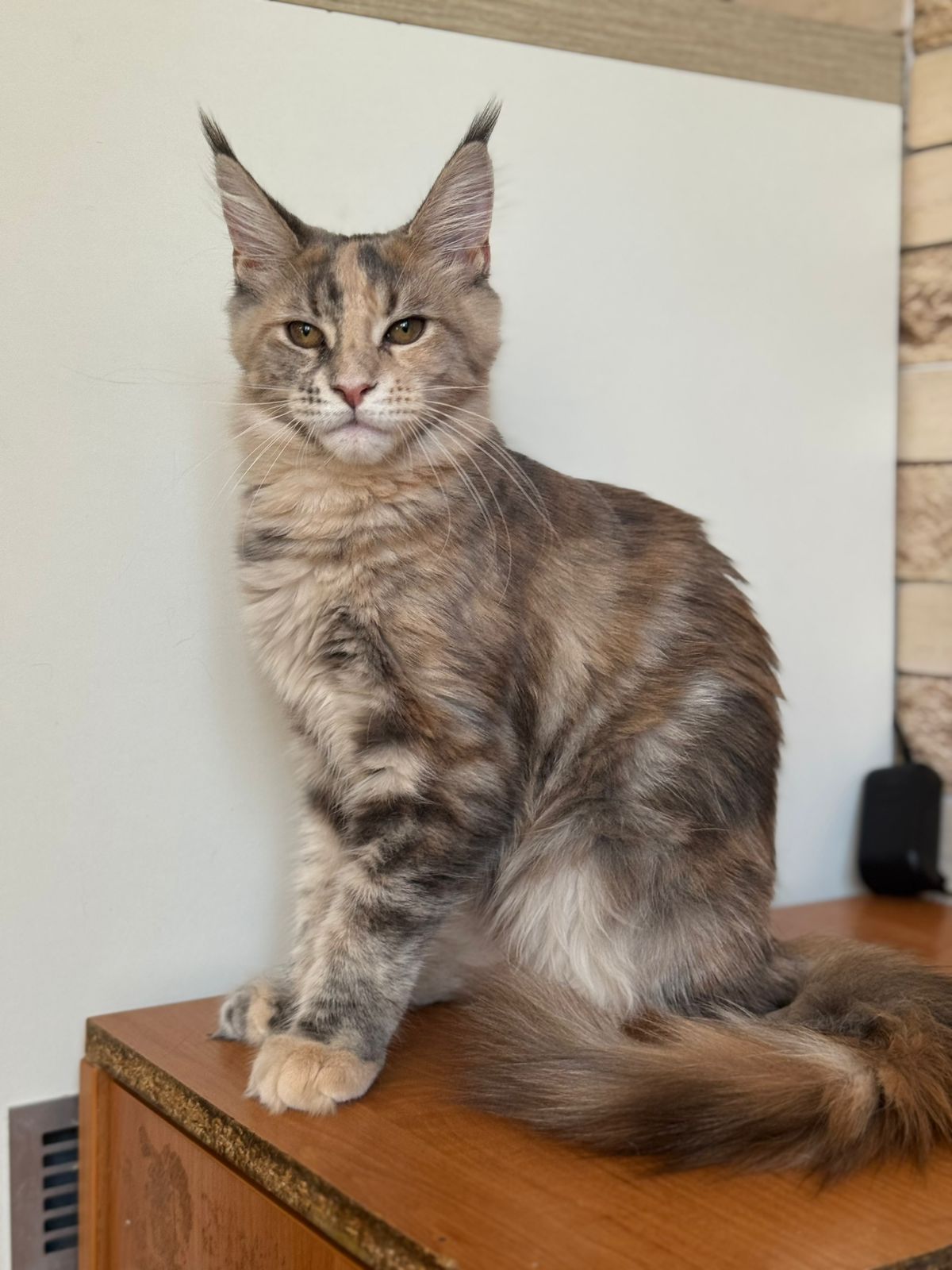 Mira Maine Coon