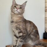 Mira-female-maine-Coon-cat-puppy-for-sale-1 (3)