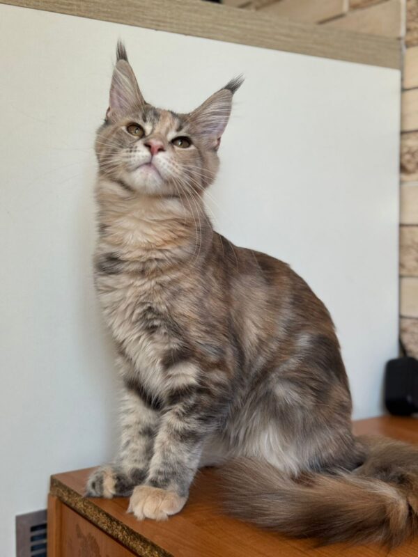 Mira Maine Coon