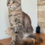 Mira-female-maine-Coon-cat-puppy-for-sale-1 (4)