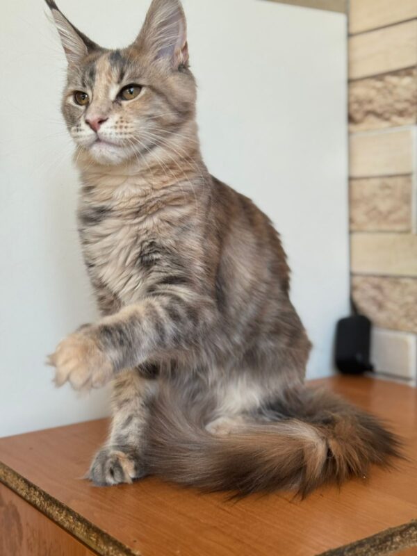 Mira Maine Coon