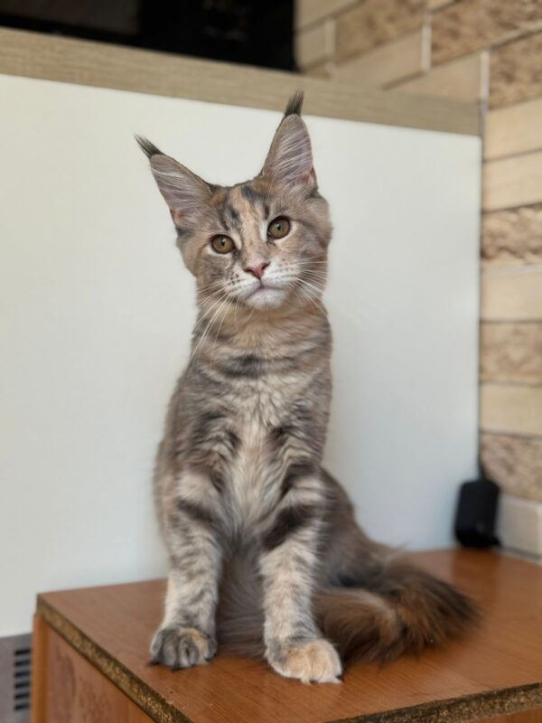 Mira Maine Coon