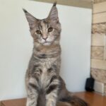 Mira-female-maine-Coon-cat-puppy-for-sale-1 (6)