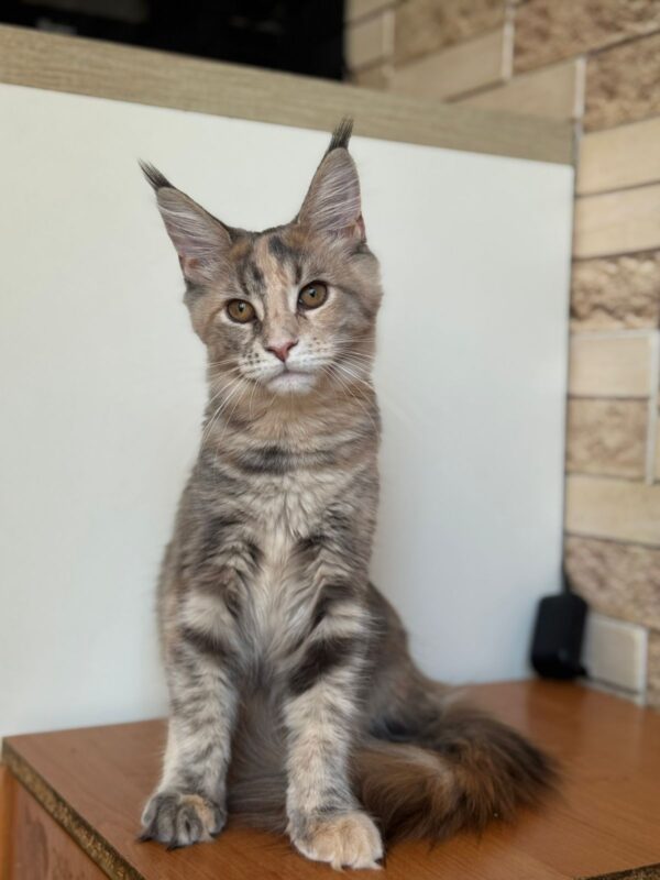 Mira Maine Coon
