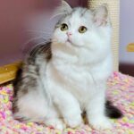 Monica-female-Highland-straight-cat-puppy-for-sale-1 (4)
