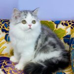Monica-female-Highland-straight-cat-puppy-for-sale-1 (5)
