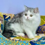 Monica-female-Highland-straight-cat-puppy-for-sale-1 (6)