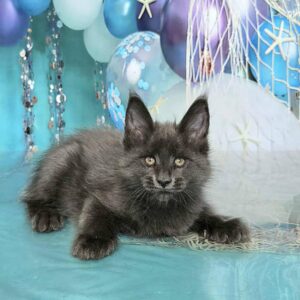 Monica Maine Coon