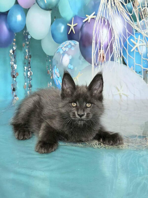 Monica Maine Coon