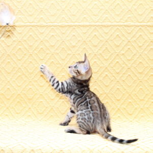 Mozart Bengal