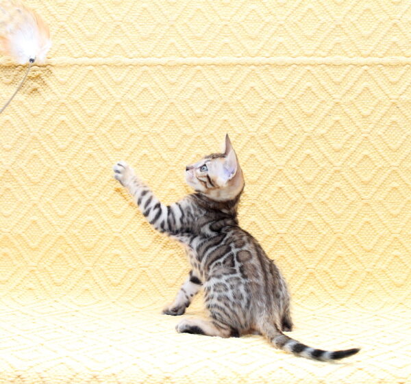 Mozart Bengal