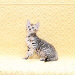 Mozart-male-bengal-cat-puppy-for-sale-1 (2)
