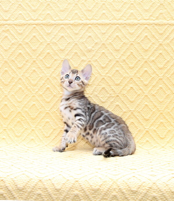 Mozart Bengal