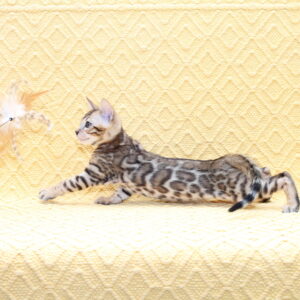 Mozart Bengal