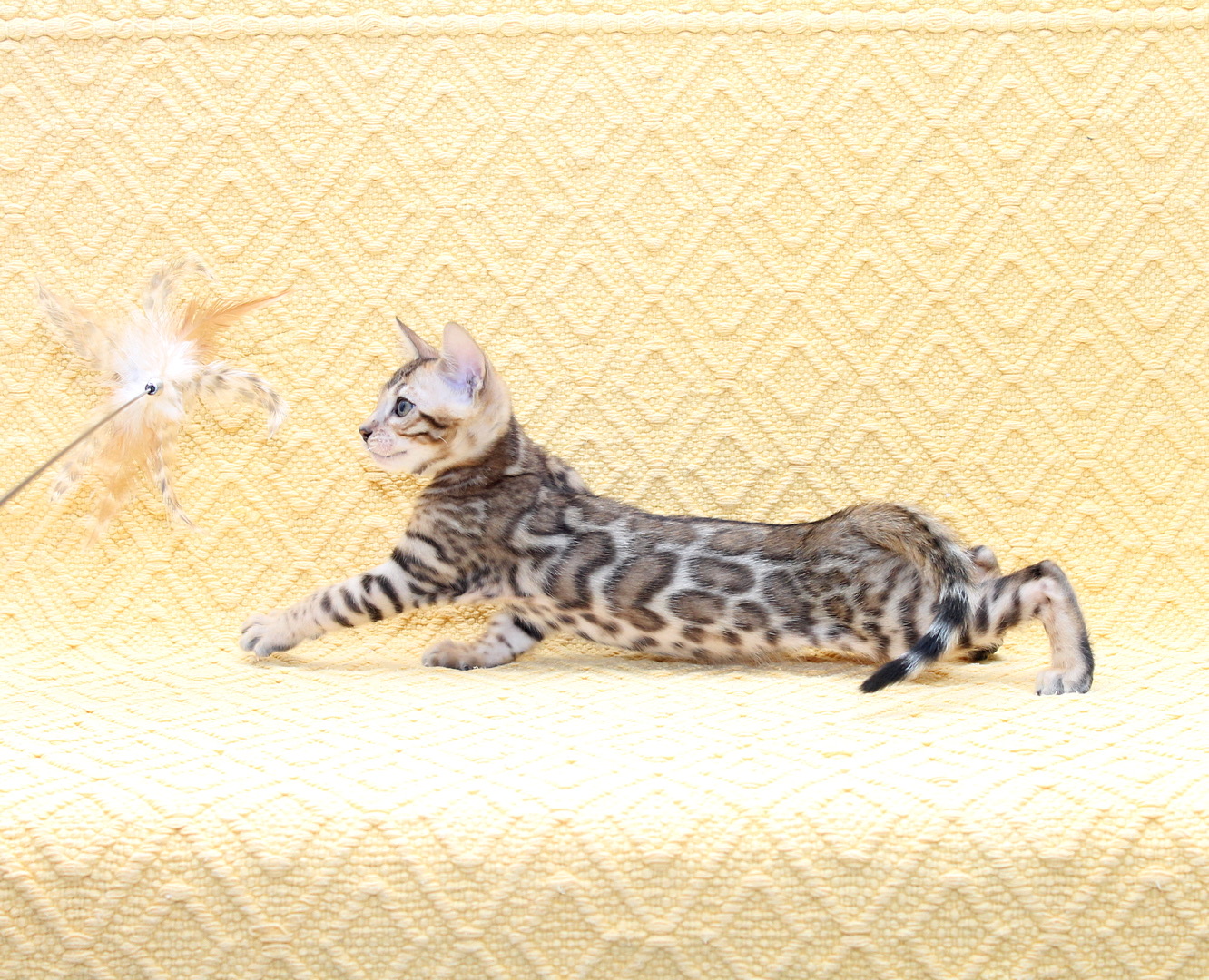 Mozart Bengal