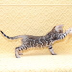 Mozart-male-bengal-cat-puppy-for-sale-1 (4)