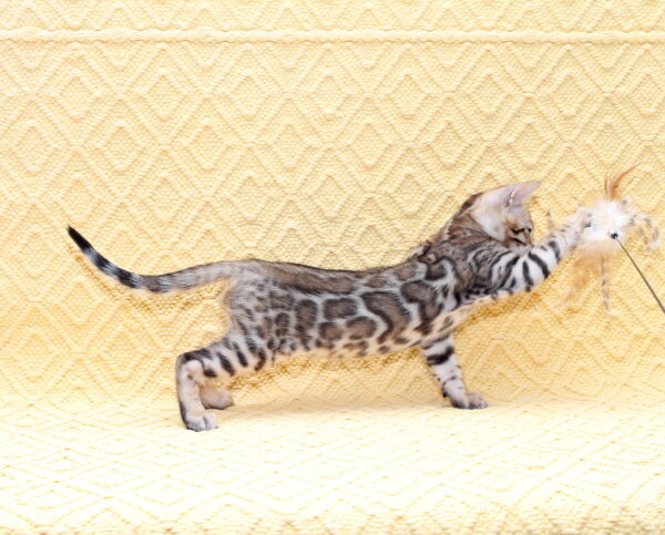 Mozart Bengal