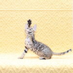 Mozart-male-bengal-cat-puppy-for-sale-1 (5)