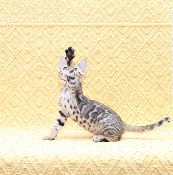 Mozart Bengal