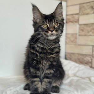 Nimfa Maine Coon
