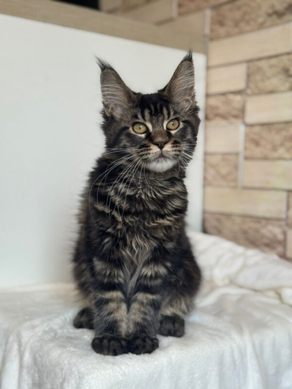 Nimfa Maine Coon