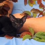 Olivia-female-Oriental-cat-puppy-for-sale-1 (1)